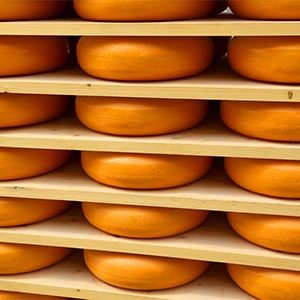 Commercial Cheesemaking